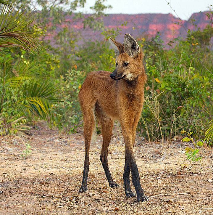 Aguará guazú