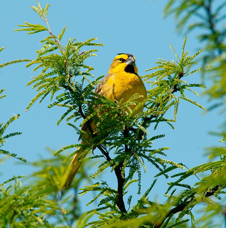 Cardenal amarillo