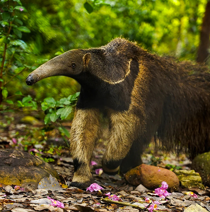 Oso Hormiguero